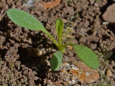 Plains coreopsis seedling