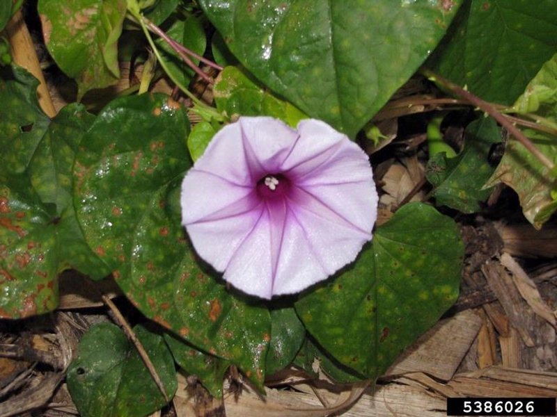 Purple morningglory flower