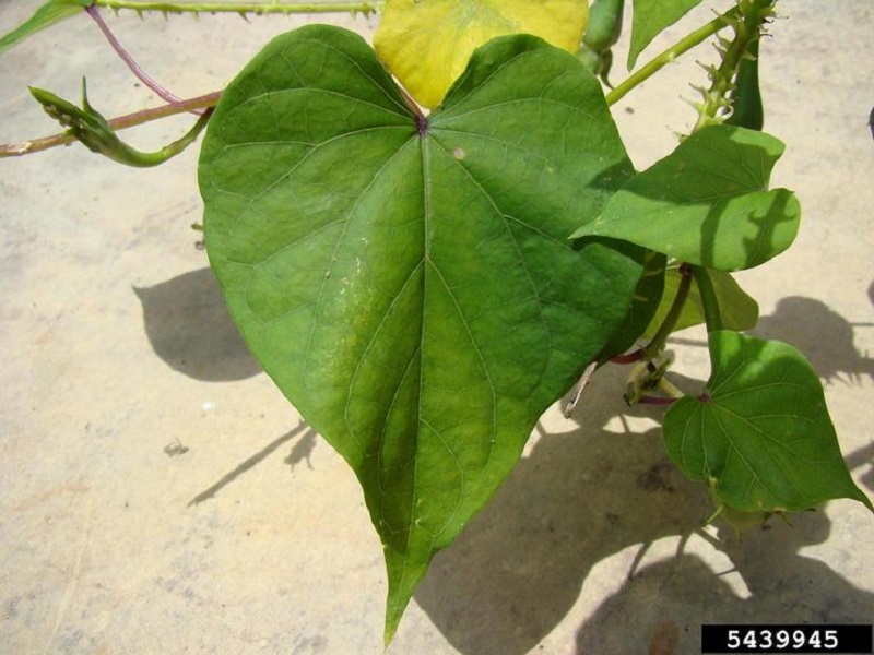 Purple morningglory leaf