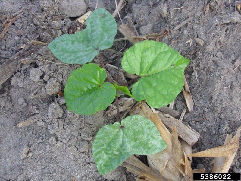 Purple morningglory seedling