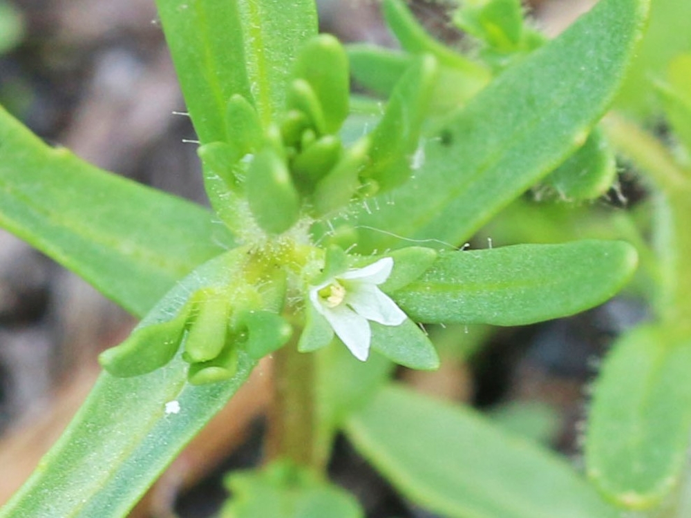 Purslane speedwell flowers