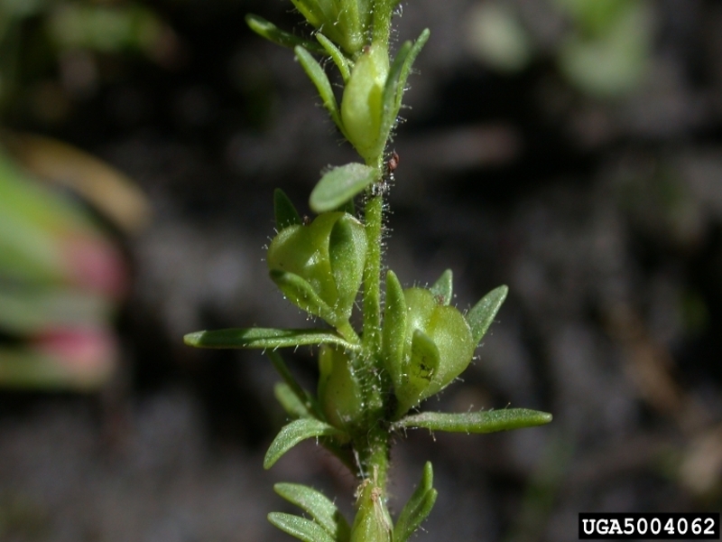 Purslane speedwell fruit