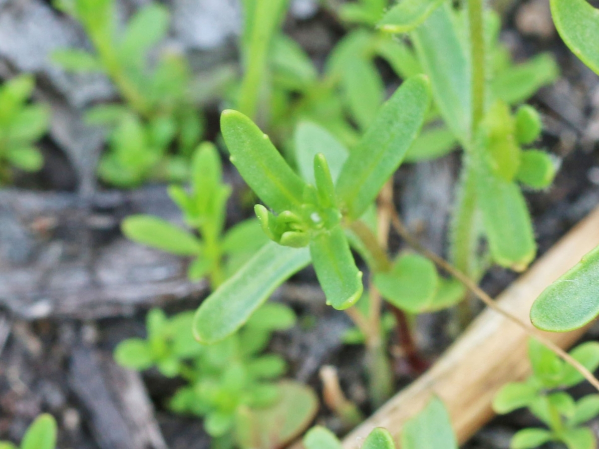 Purslane speedwell leaves