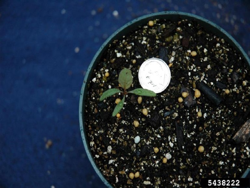 Purslane speedwell seedling