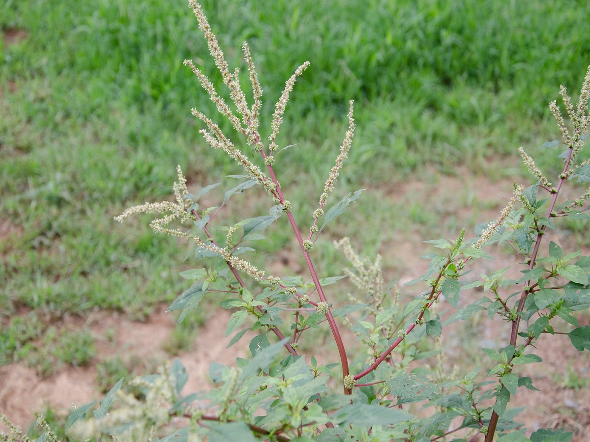 Smooth amaranth flowers