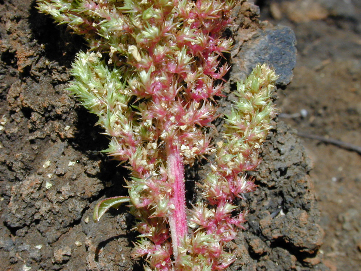 Smooth amaranth fruit