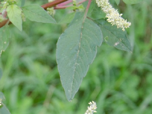 Smooth amaranth leaves