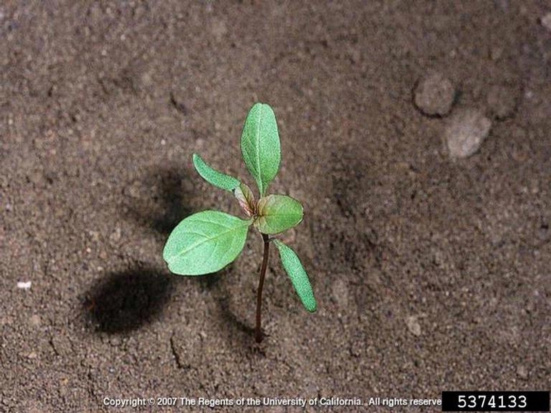 Smooth amaranth seedling