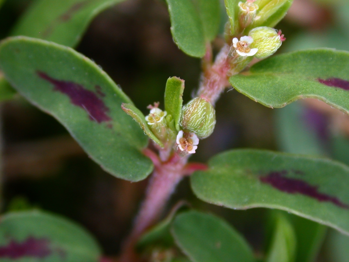 Spotted spurge flowers