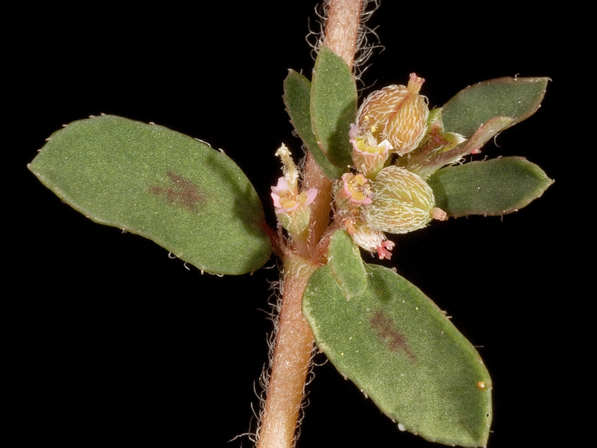 Spotted spurge fruit