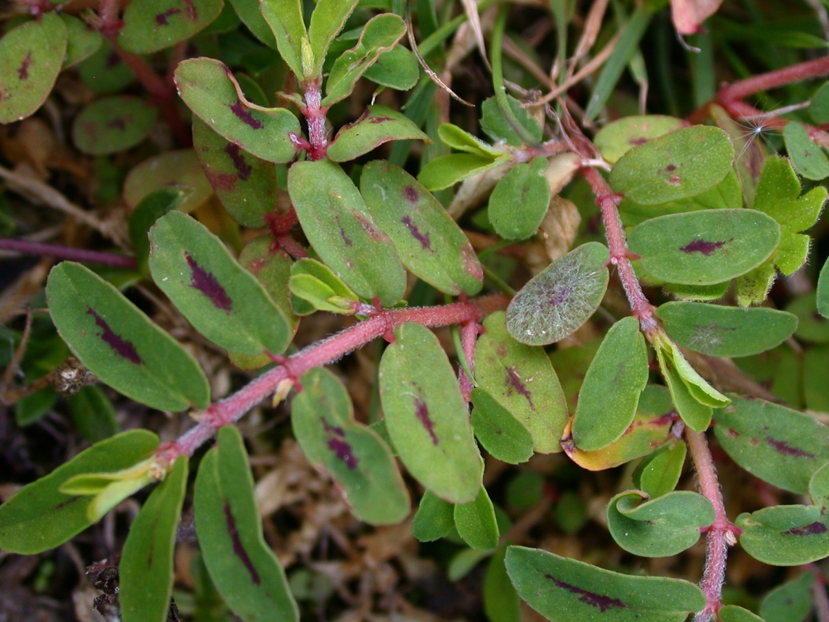 Spotted spurge leaves