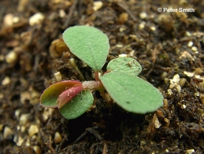 Spotted spurge seedling