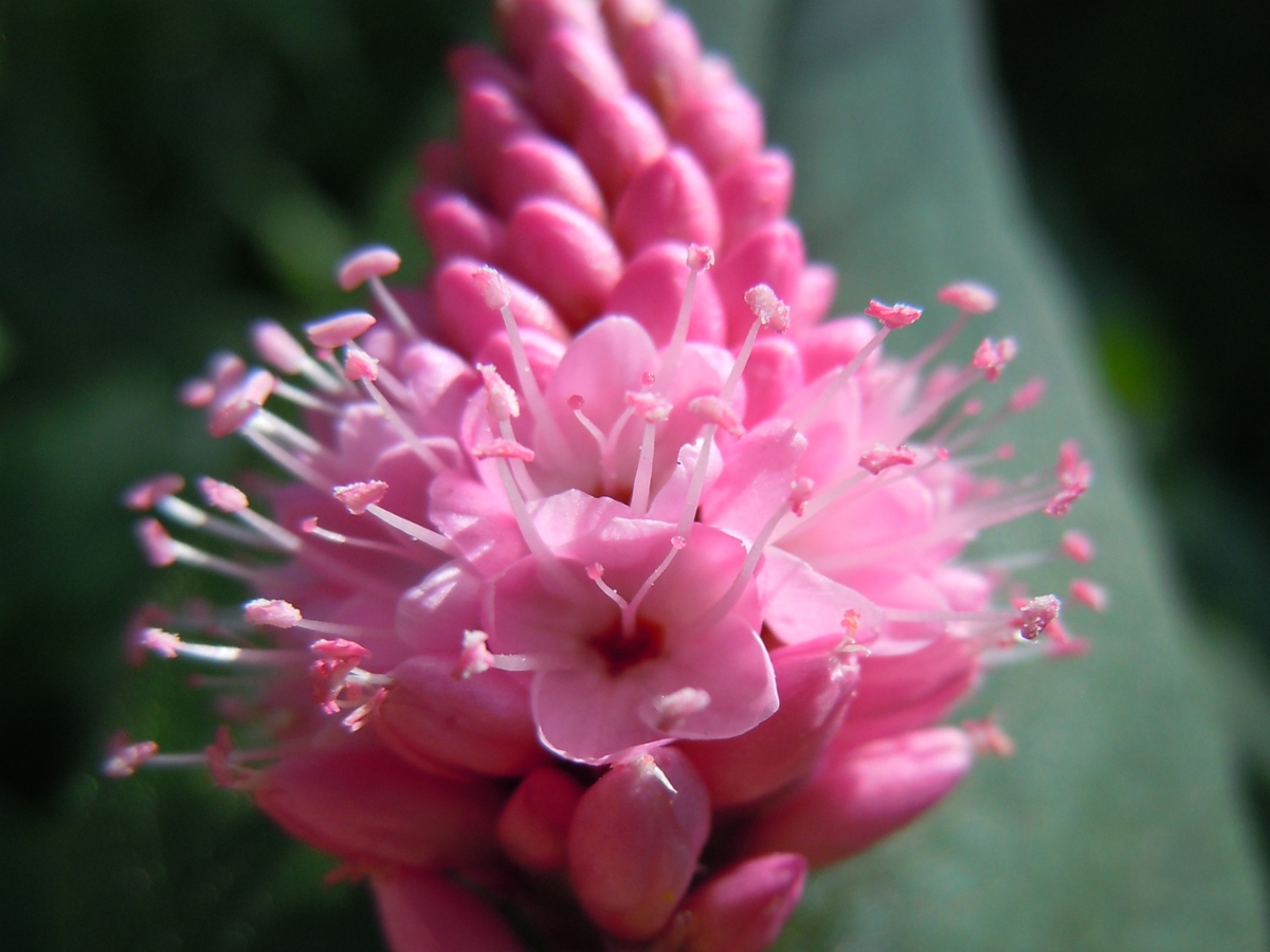 Swamp smartweed flowers