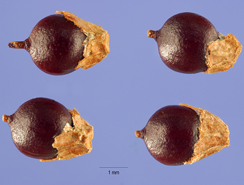 Swamp smartweed fruit