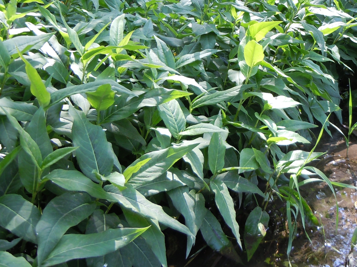 Swamp smartweed leaves