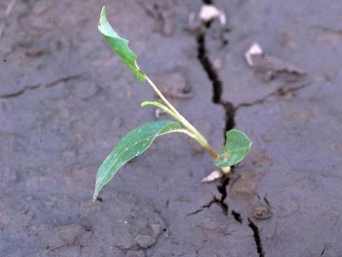 Swamp smartweed seedling