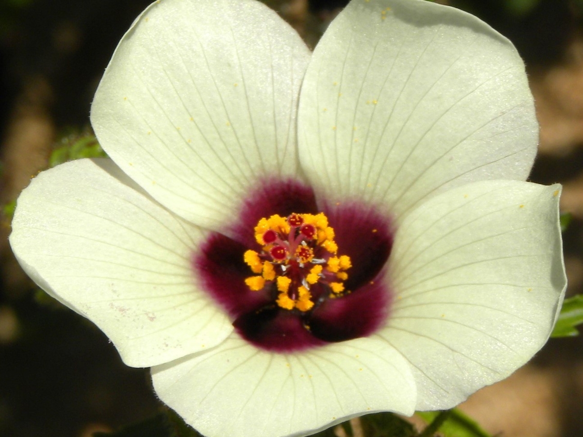 Venice mallow flower