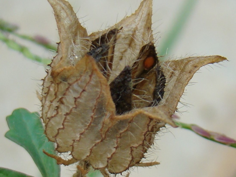 Venice mallow fruit