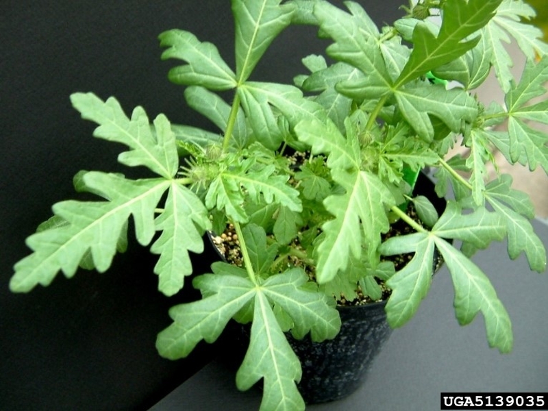 Venice mallow leaves