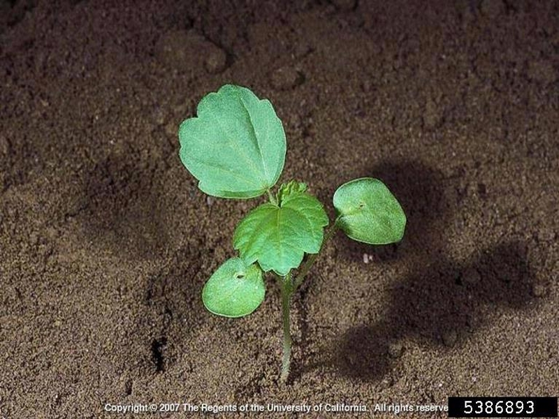 Venice mallow seedling