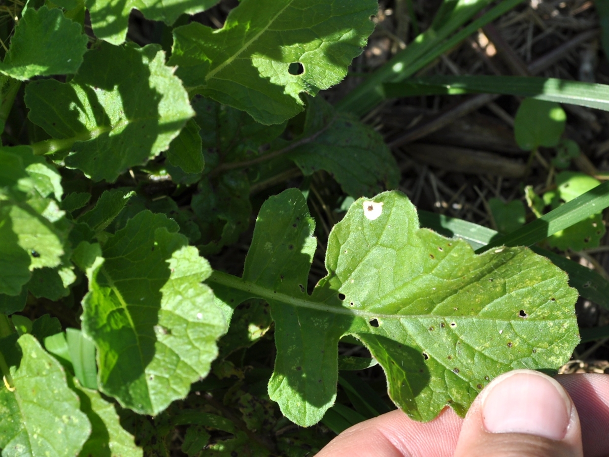 Yellow rocket leaf