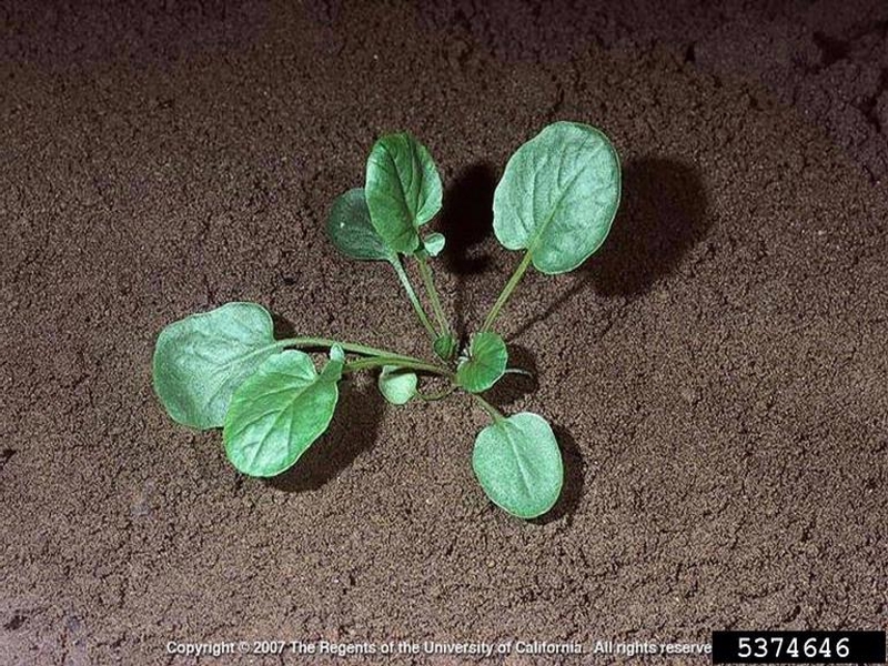 Yellow rocket seedling