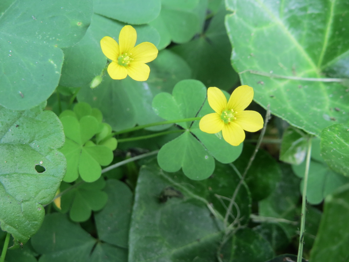 Yellow woodsorrel flowers