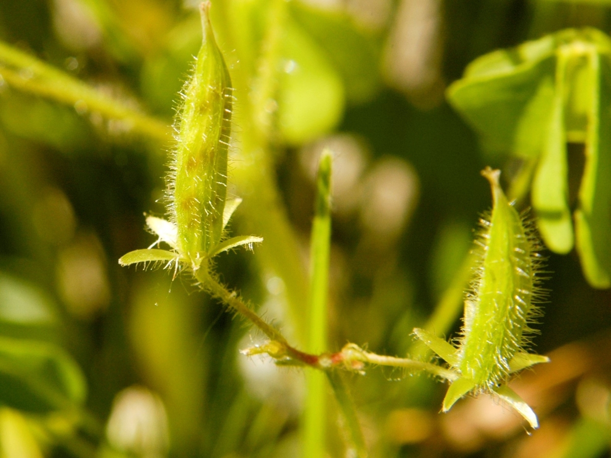 Yellow woodsorrel fruit