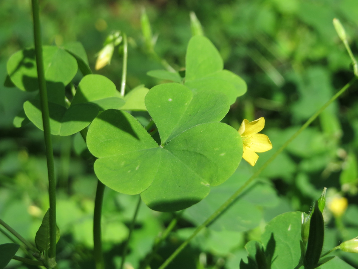 Yellow woodsorrel leaves