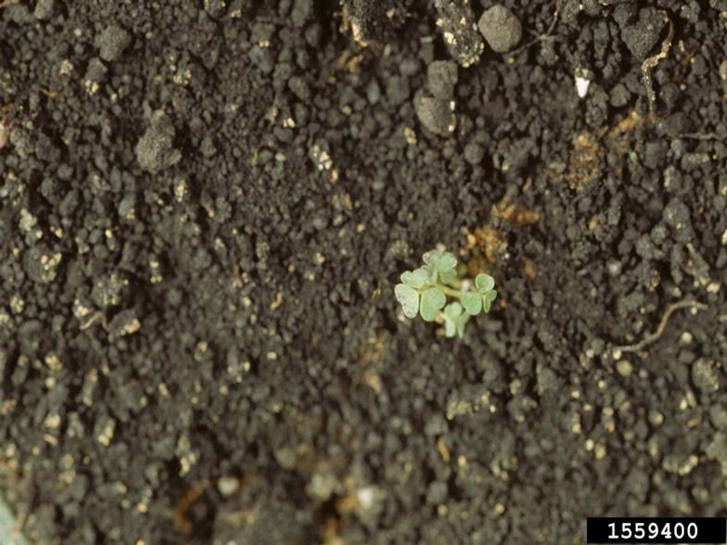 Yellow woodsorrel seedling