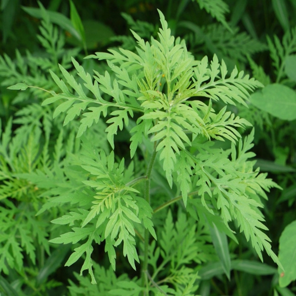 Common ragweed