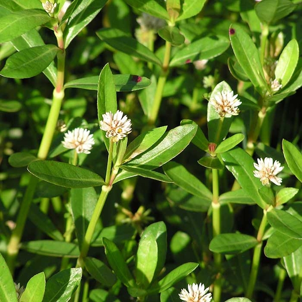 Alligatorweed