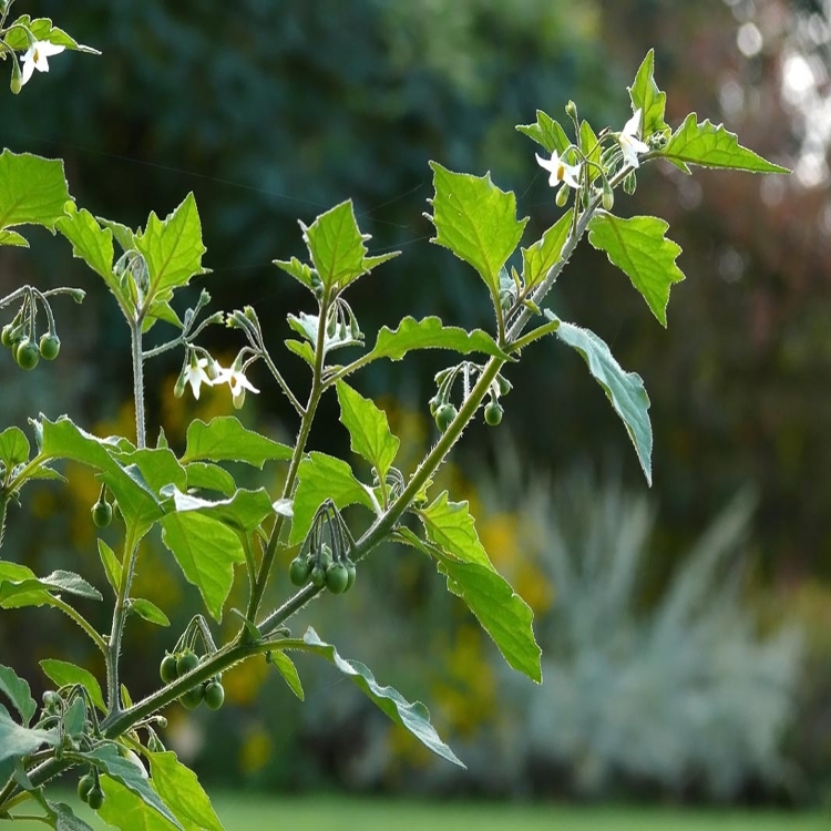 American black nightshade