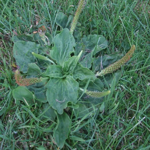 Broadleaf plantain