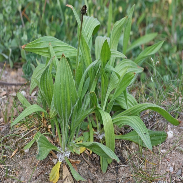 Buckhorn plantain