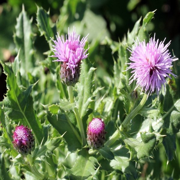 Canada thistle