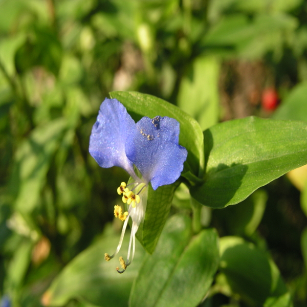 Common dayflower