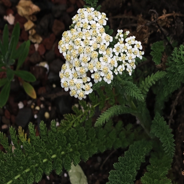 Common yarrow