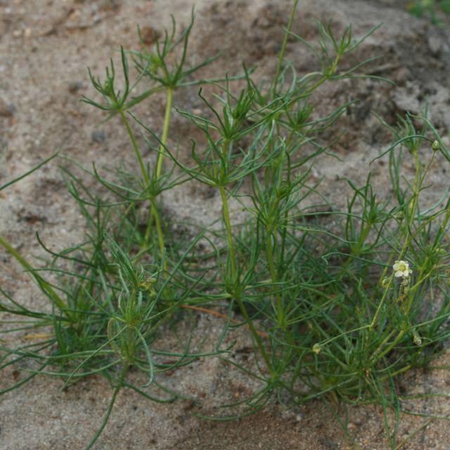 Corn spurry