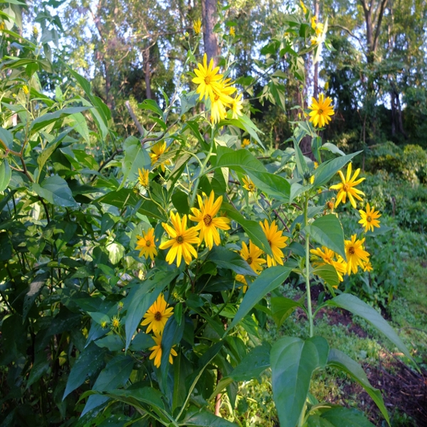 Jerusalem artichoke