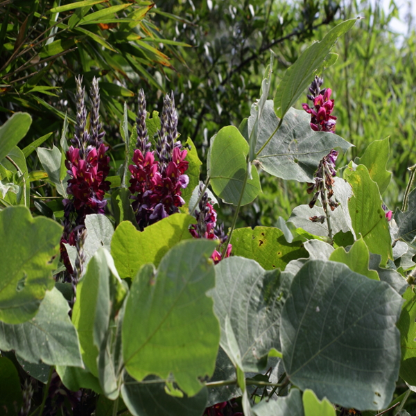 Kudzu