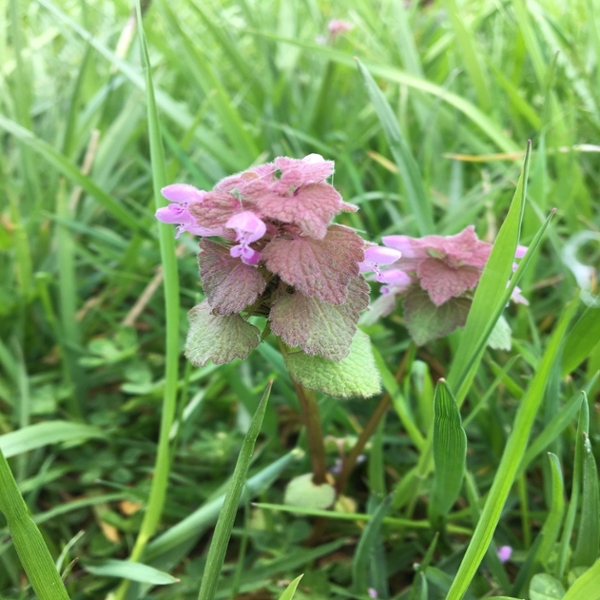 Purple deadnettle