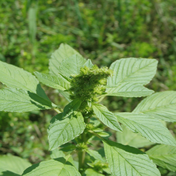 Redroot pigweed