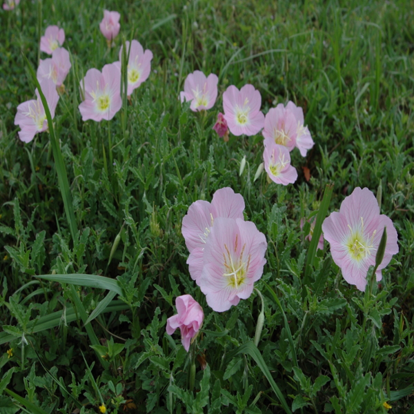 Showy evening-primrose