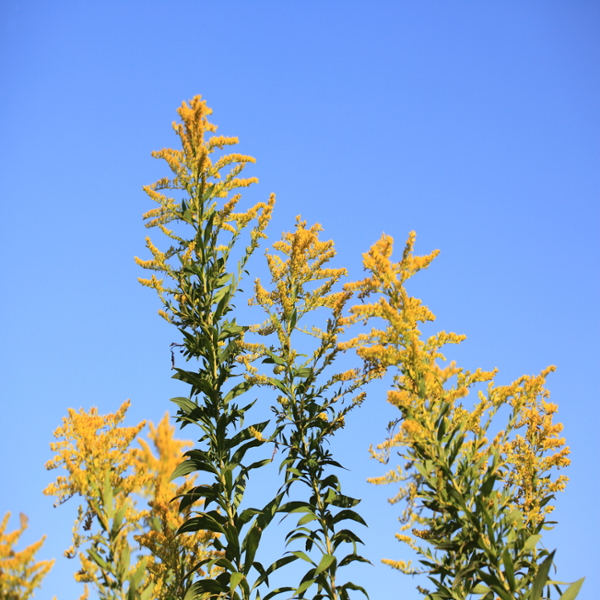 Tall goldenrod