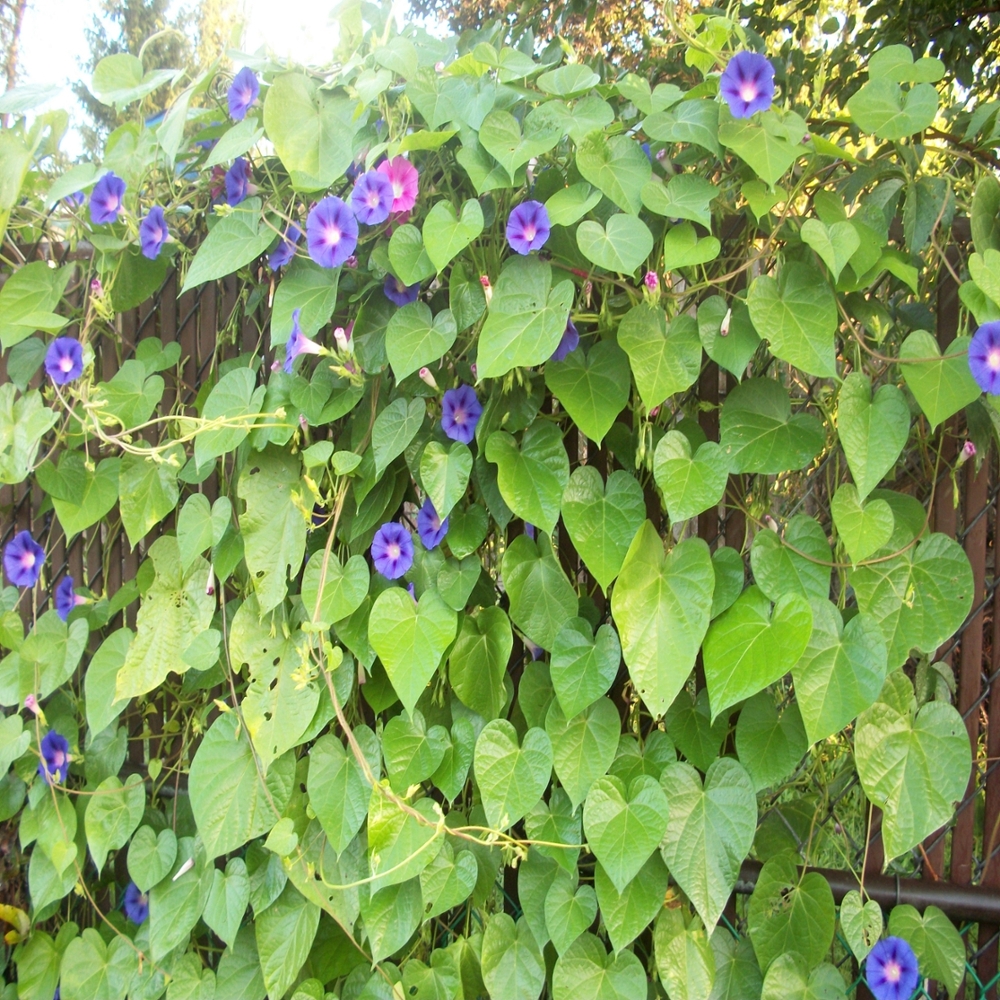 Tall morningglory