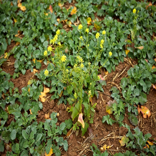 Wild mustard