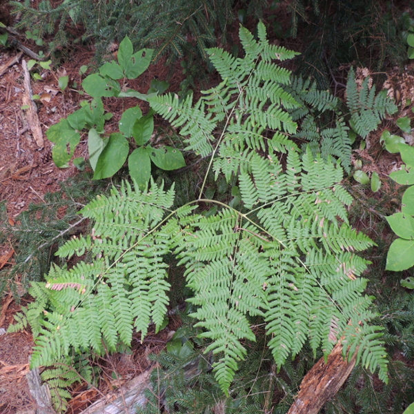 Brackenfern