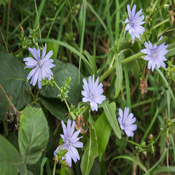 Chicory