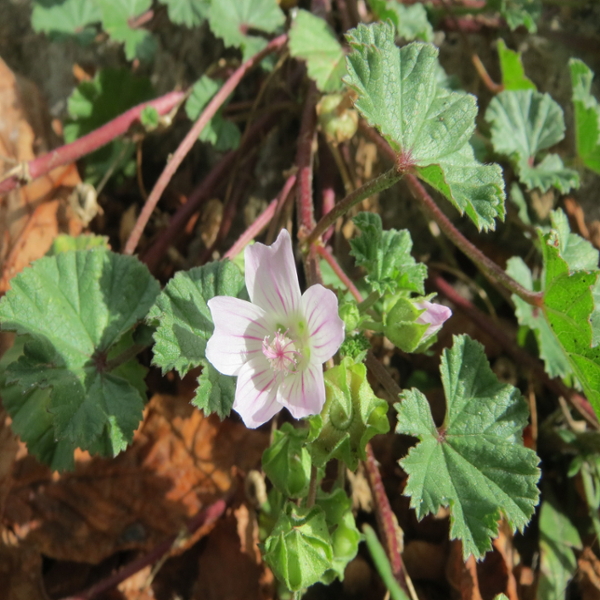 Common mallow